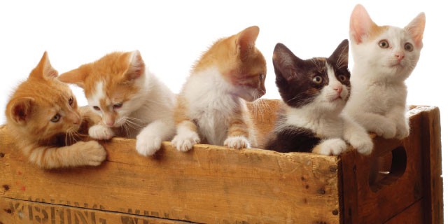 Kittens in a box with parent cats fighting over visitation arrangements