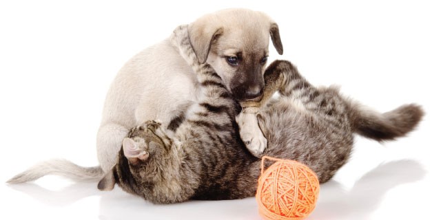 Kitten and puppy fighting over a ball of yarn