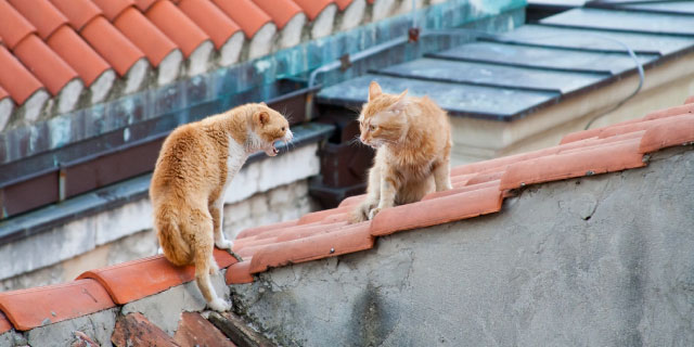 Two cats confronting each other on a red tile roof