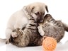 Kitten and puppy fighting over a ball of yarn