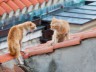 Two cats confronting each other on a red tile roof
